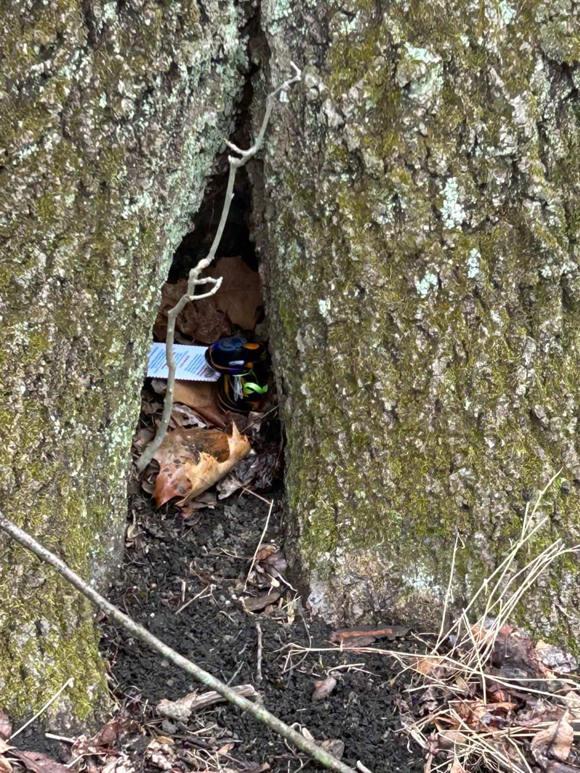 mushroomhunt26-clue5